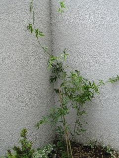 c0152002_18275631.jpg