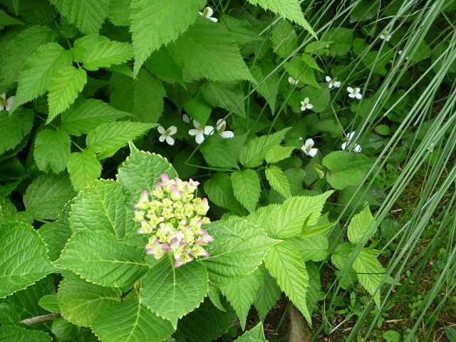 a0214206_221450100.jpg