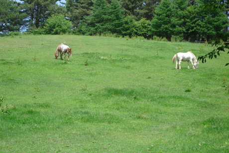d0250123_21261071.jpg