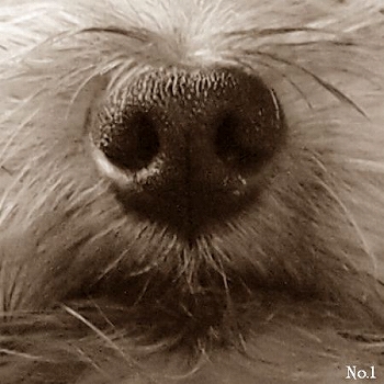 d0179828_2230289.jpg