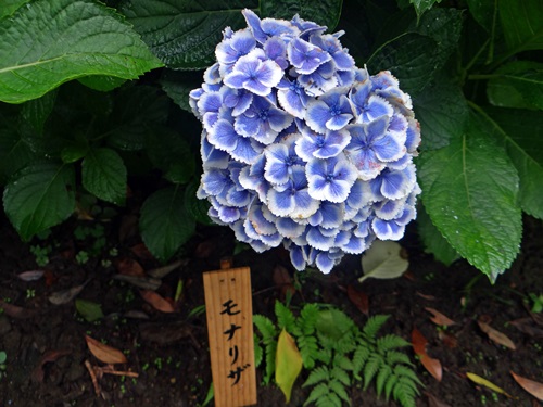 d0037233_91446.jpg