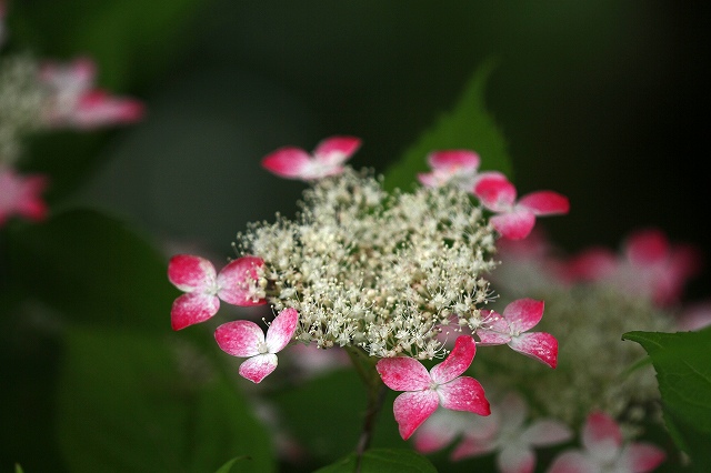 a0242438_16571370.jpg