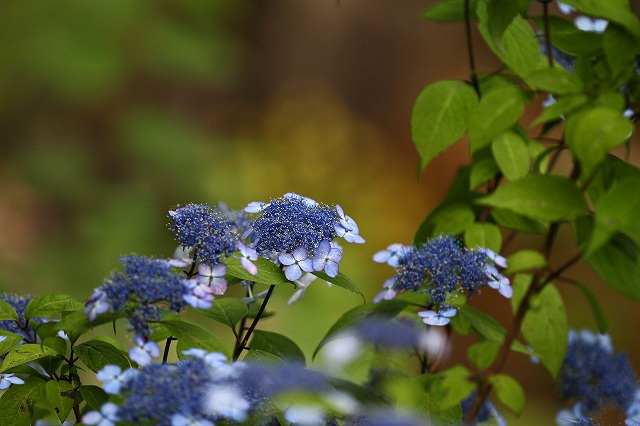 a0242438_17532186.jpg