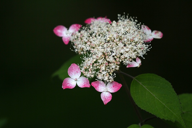 a0242438_1753950.jpg