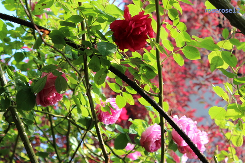 a0249051_655795.jpg