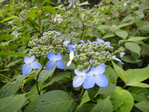 c0179351_21395758.jpg