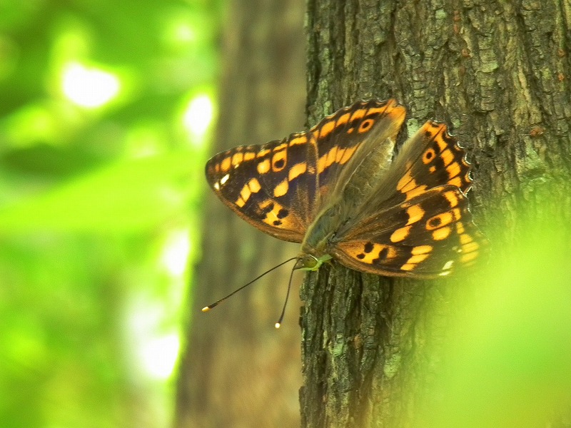 a0018655_19101396.jpg