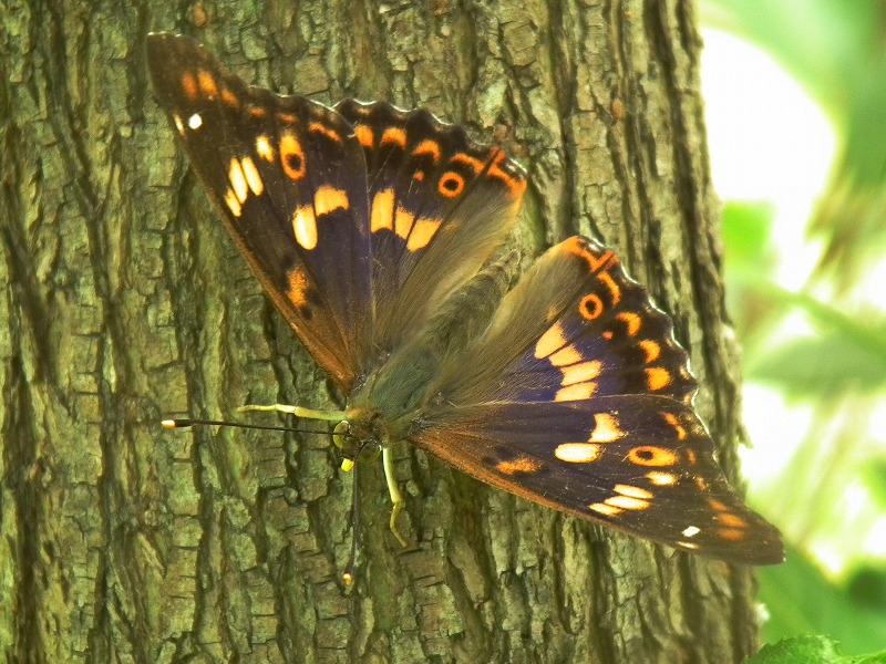 a0018655_1911243.jpg