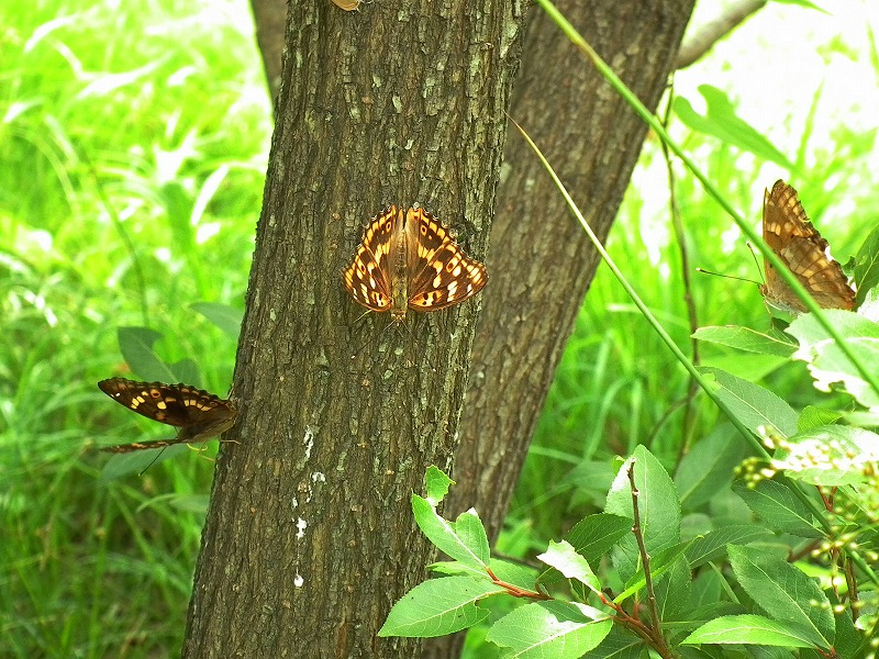 a0018655_19114859.jpg