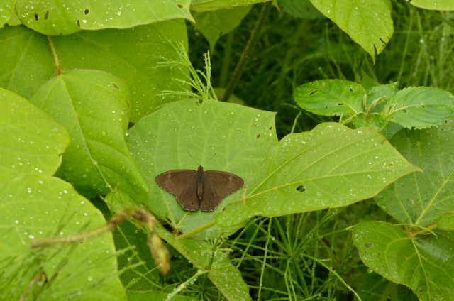 d0098057_323368.jpg