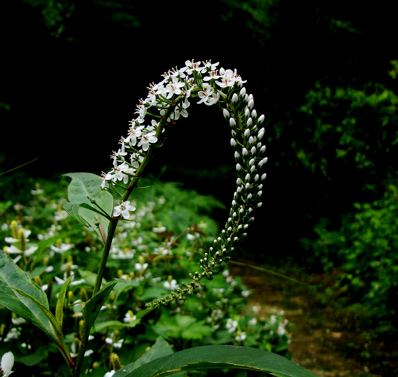 f0215767_16352045.jpg