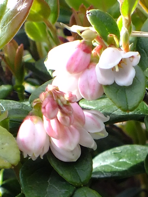 e0145782_173382.jpg