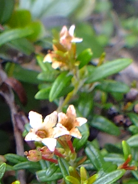 e0145782_1761714.jpg