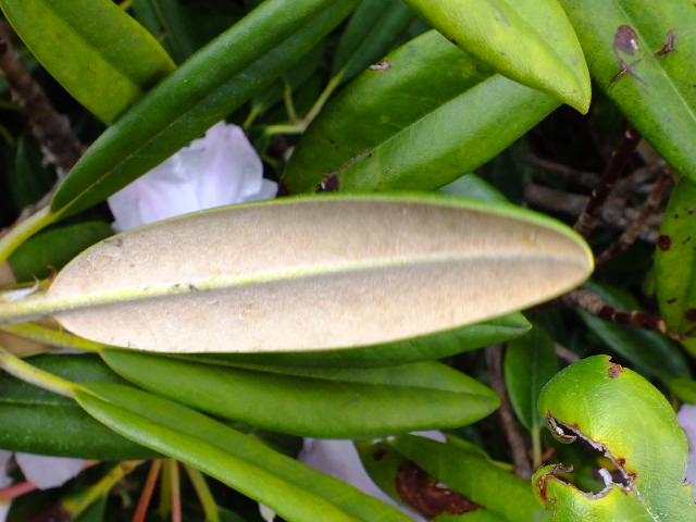 e0145782_17750100.jpg
