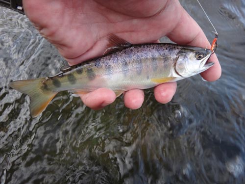 c0146788_1052013.jpg