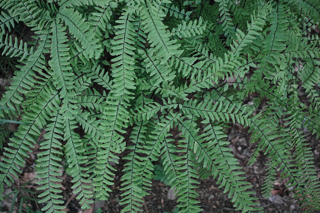 f0224100_691086.jpg