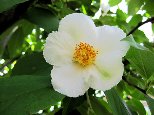 a0177205_1735025.jpg