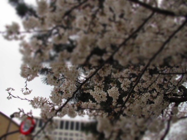 f0039907_1611018.jpg