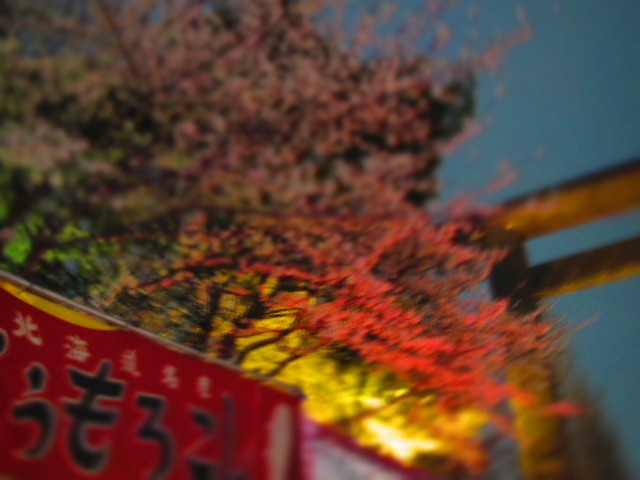 f0039907_1618826.jpg