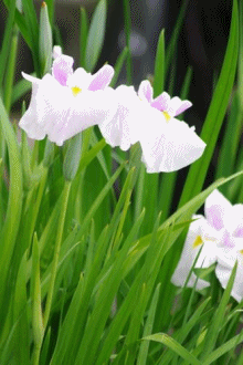 b0052108_21593428.gif