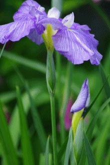 b0052108_220051.gif