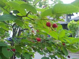 c0060308_18172296.jpg