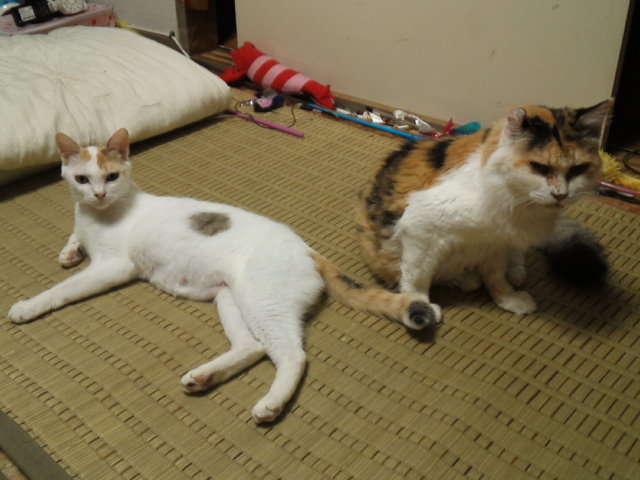 a0206019_982980.jpg