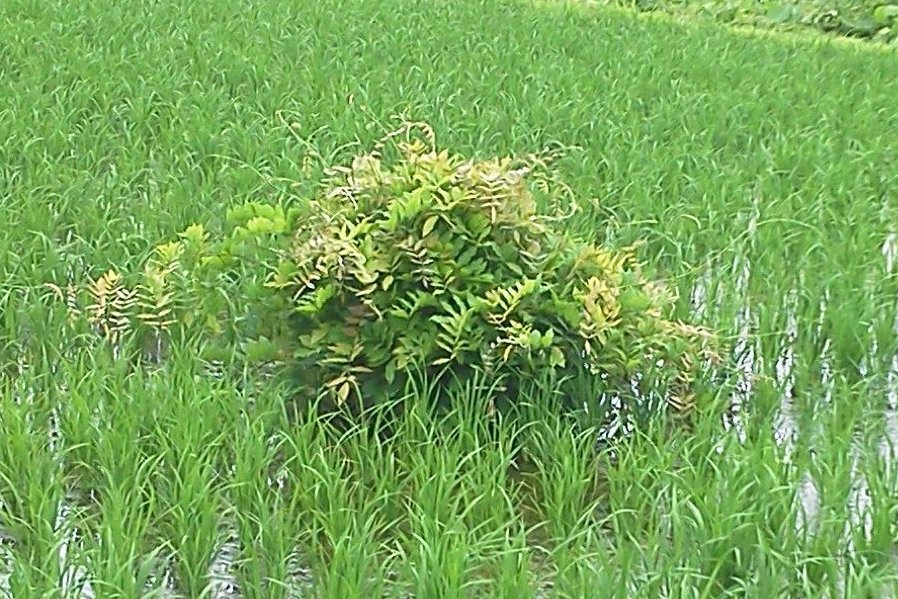 f0147037_21123946.jpg