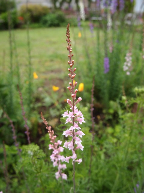 c0117239_8233922.jpg