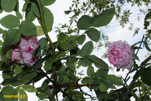 a0249051_4482526.jpg
