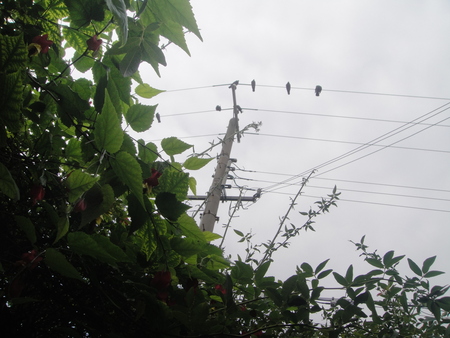 c0108460_21321852.jpg