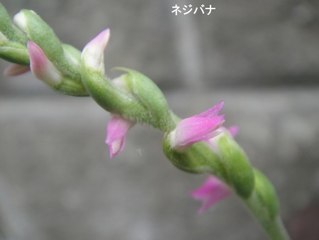 c0108460_21353972.jpg