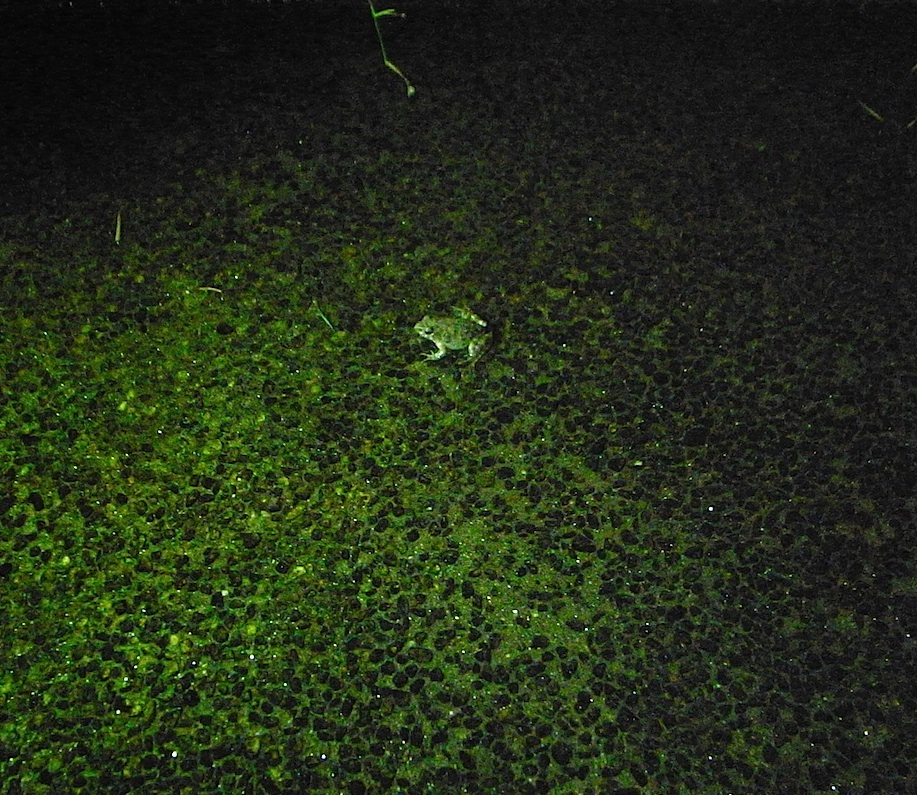 f0134963_863383.jpg