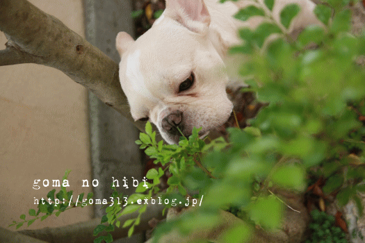 b0180085_22295225.gif