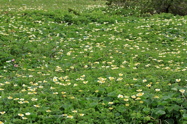 e0137200_20221632.jpg