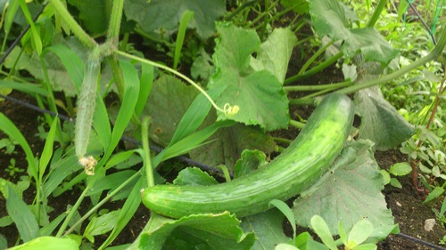 c0300035_9155243.jpg