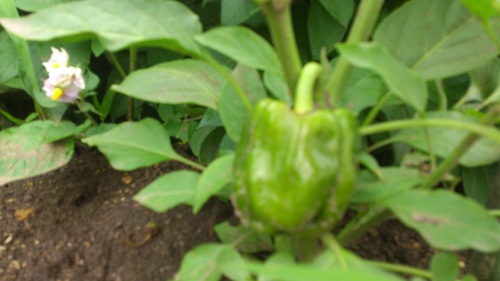 c0300035_9173536.jpg