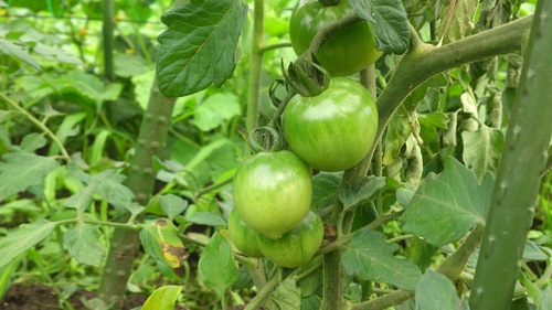 c0300035_91826.jpg