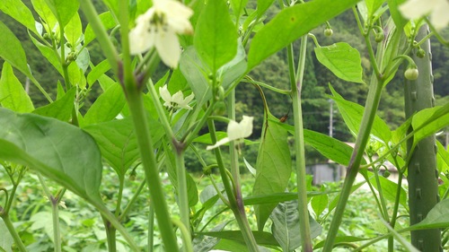 c0300035_919334.jpg