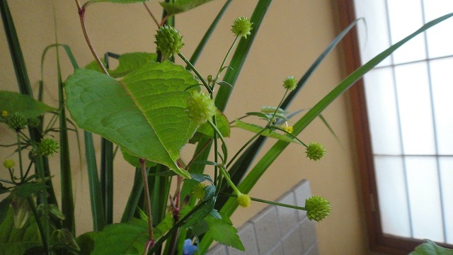 f0208737_8123698.jpg