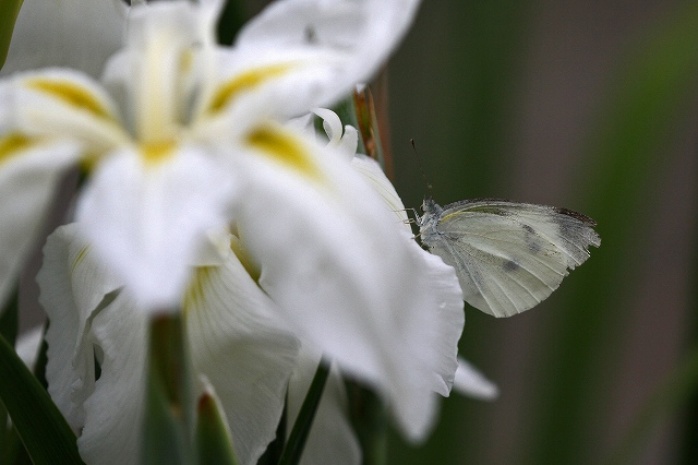 a0242438_19164329.jpg