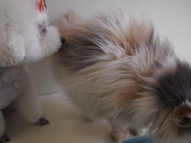 c0117239_10525329.jpg