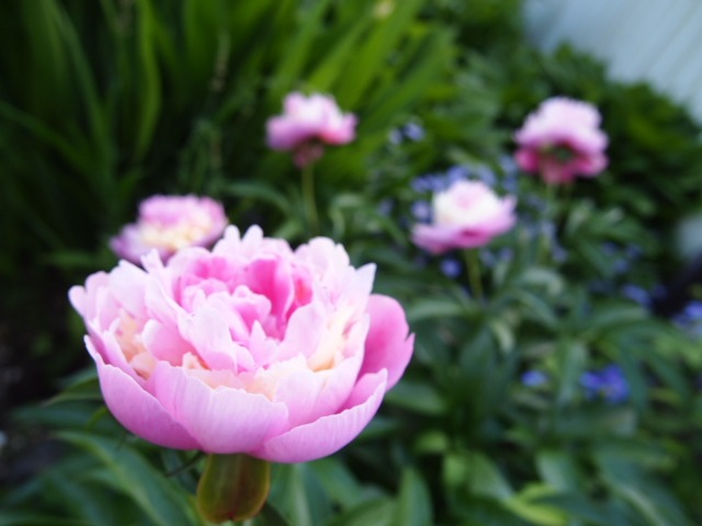 c0117239_11171713.jpg