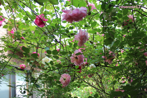 a0249051_520266.jpg