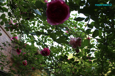 a0249051_524228.jpg