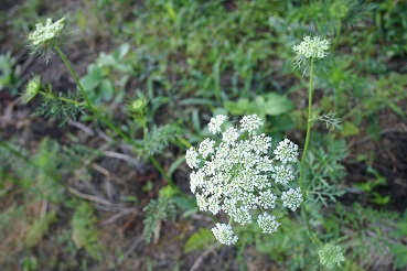 b0079965_626551.jpg