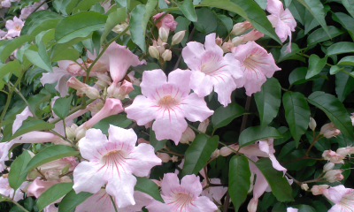 c0069380_1165425.jpg