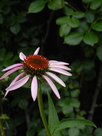 c0152002_9472418.jpg