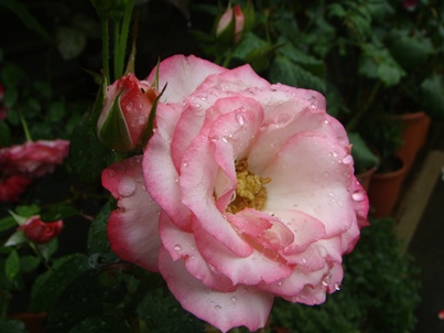 a0167803_8535056.jpg