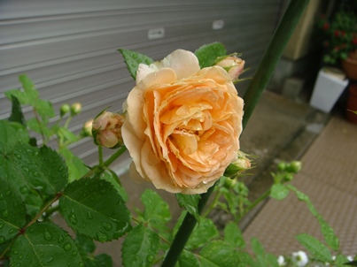 a0167803_8541083.jpg